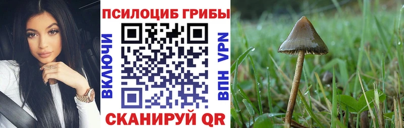 Псилоцибиновые грибы Psilocybine cubensis сайты даркнета формула Лаишево blacksprut ссылка